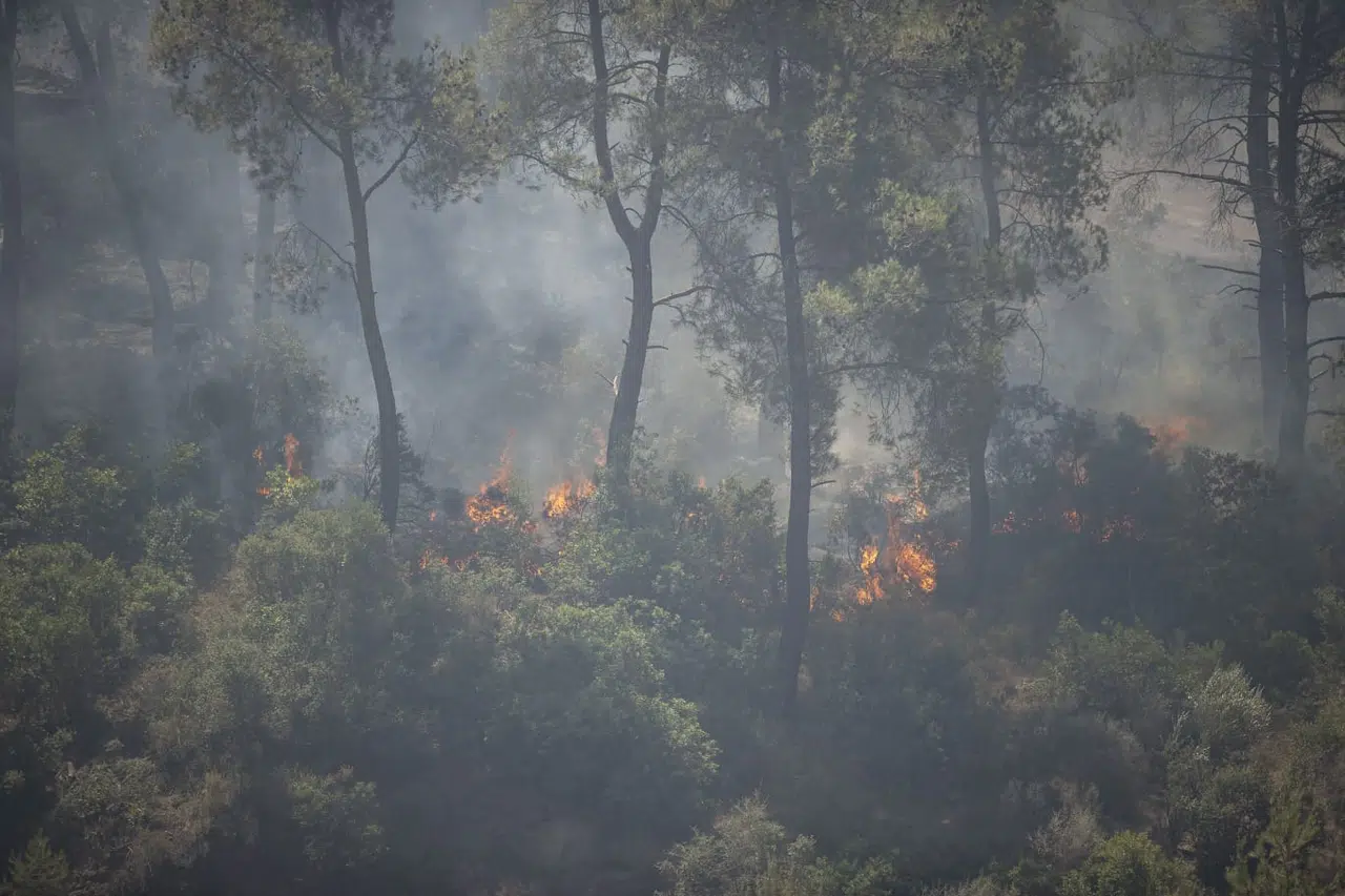 Seferihisar ve Menderes yangınlarının bilançosu ağır