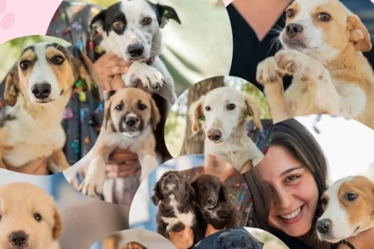 Sevgi dolu yuvalar aranıyor