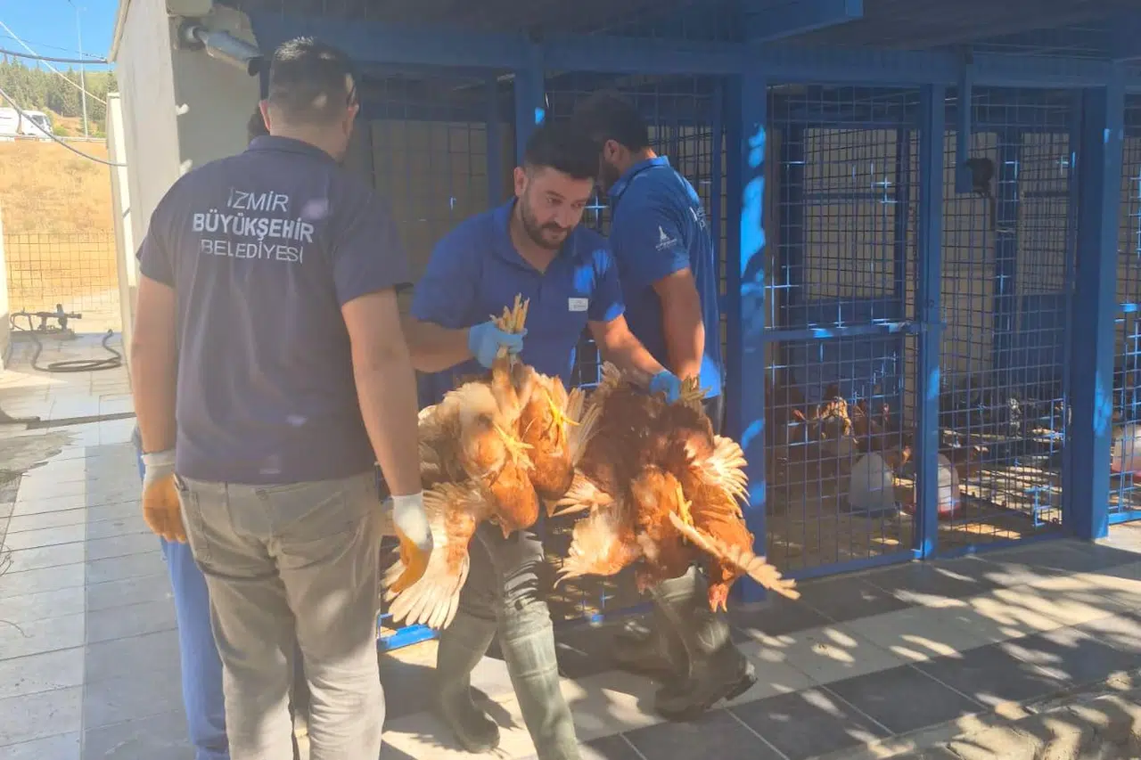 Yangından kurtarılan tavuklarına kavuştu