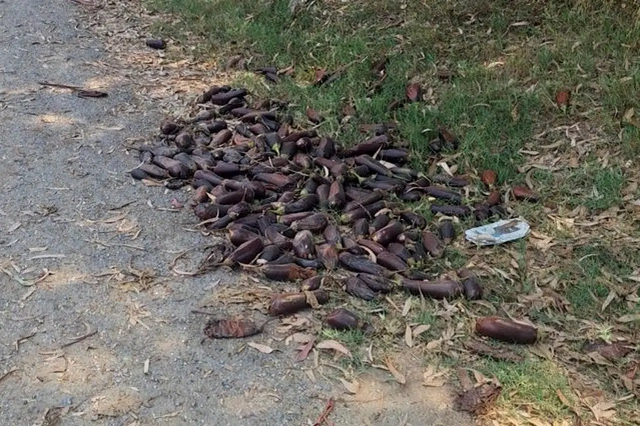 Yere döktüğü 3. kalite patlıcanlar 17,2 milyon TL’ye patladı!