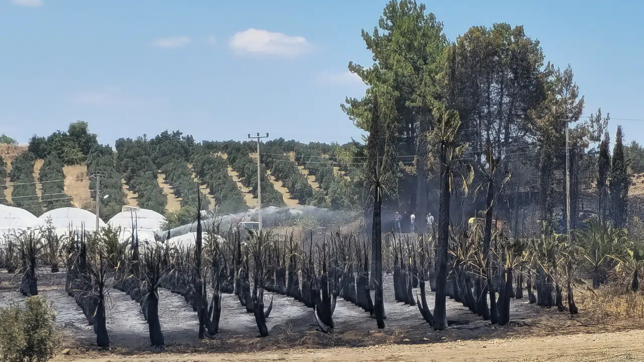 Yangında Palmiye Ağaçları Küle Döndü