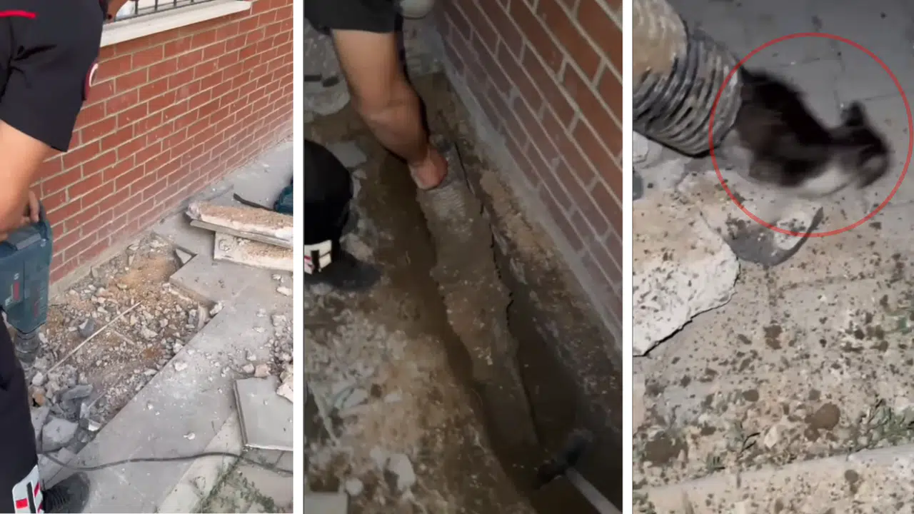 Kahramanmaraş'ta Yavru Kedinin İmdadına Ekipler Yetişti