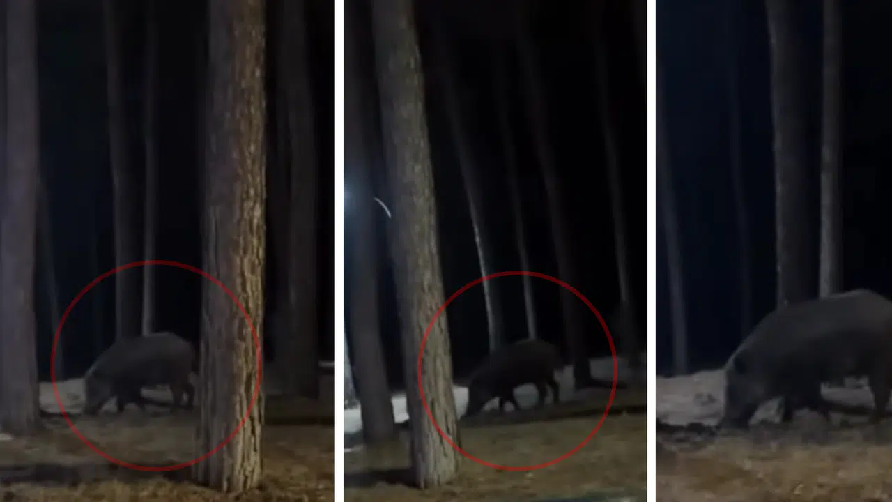 Kahramanmaraş'ta Şehir Merkezine Domuz İndi