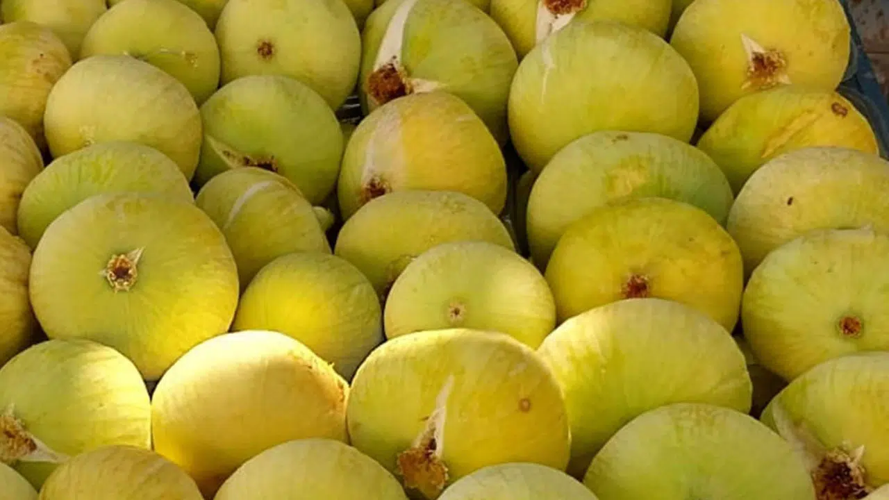 Beyaz İncir Hasadı Başladı