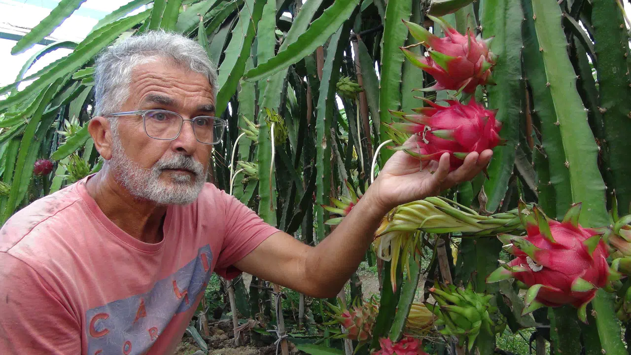 Pitaya Bahçelerinde Hasat Başladı