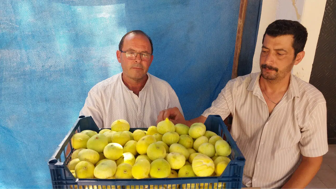Beyaz İncir Altın Yılını Yaşıyor