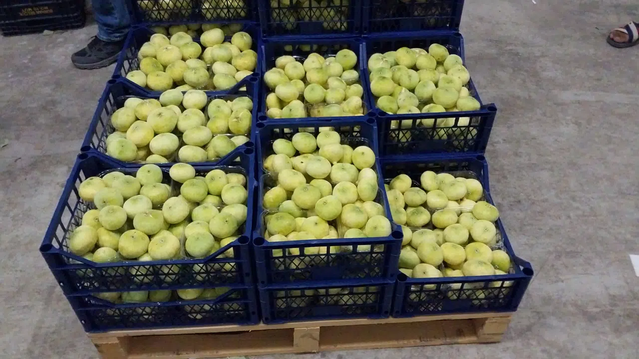 Beyaz İncir İhracata Gidiyor