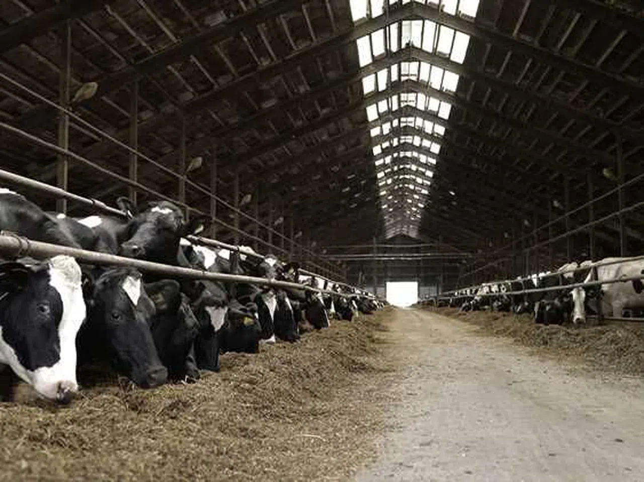 Kahramanmaraş'ta Besicilerden Sıcaklara Karşı Yaratıcı Serinletme Önlemleri