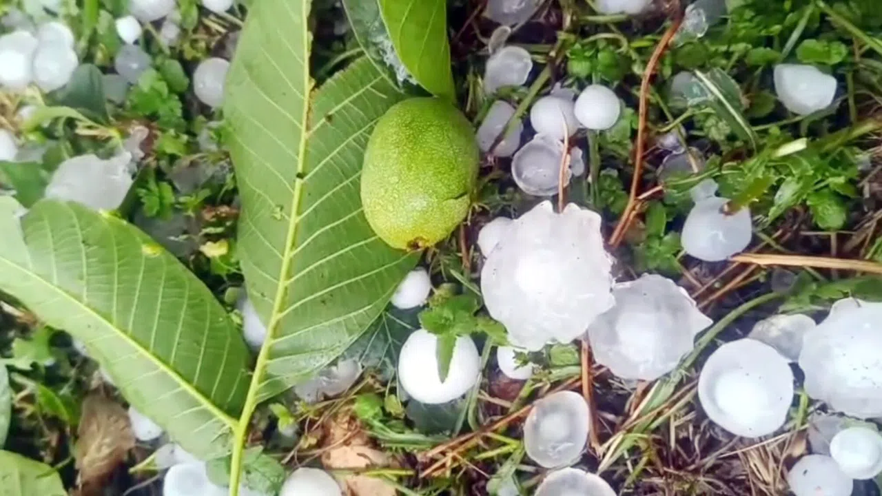 Ceviz Gibi Dolu Taneleri Meyve Ağaçlarını Vurdu
