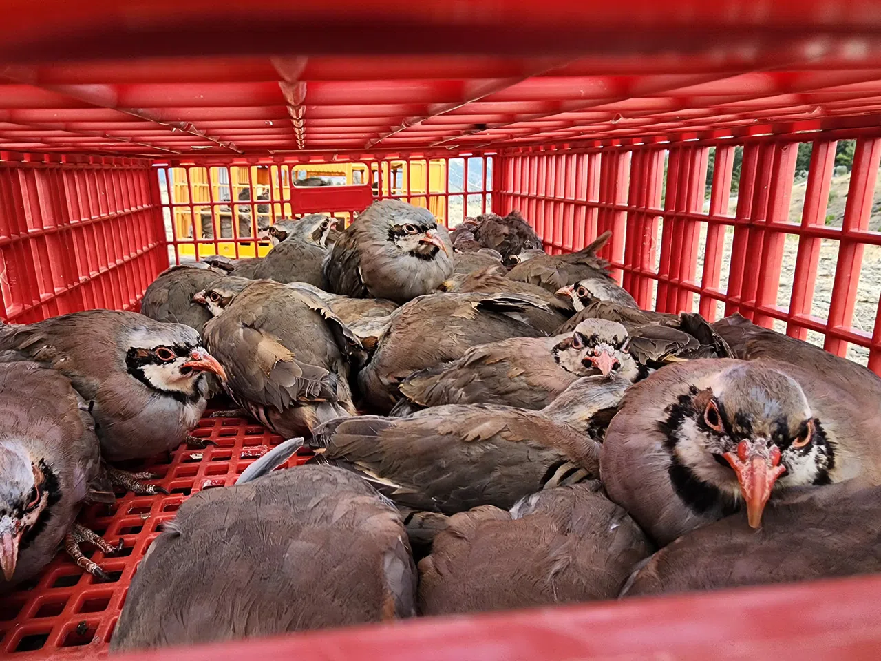 Doğaya 500 Keklik Bırakıldı