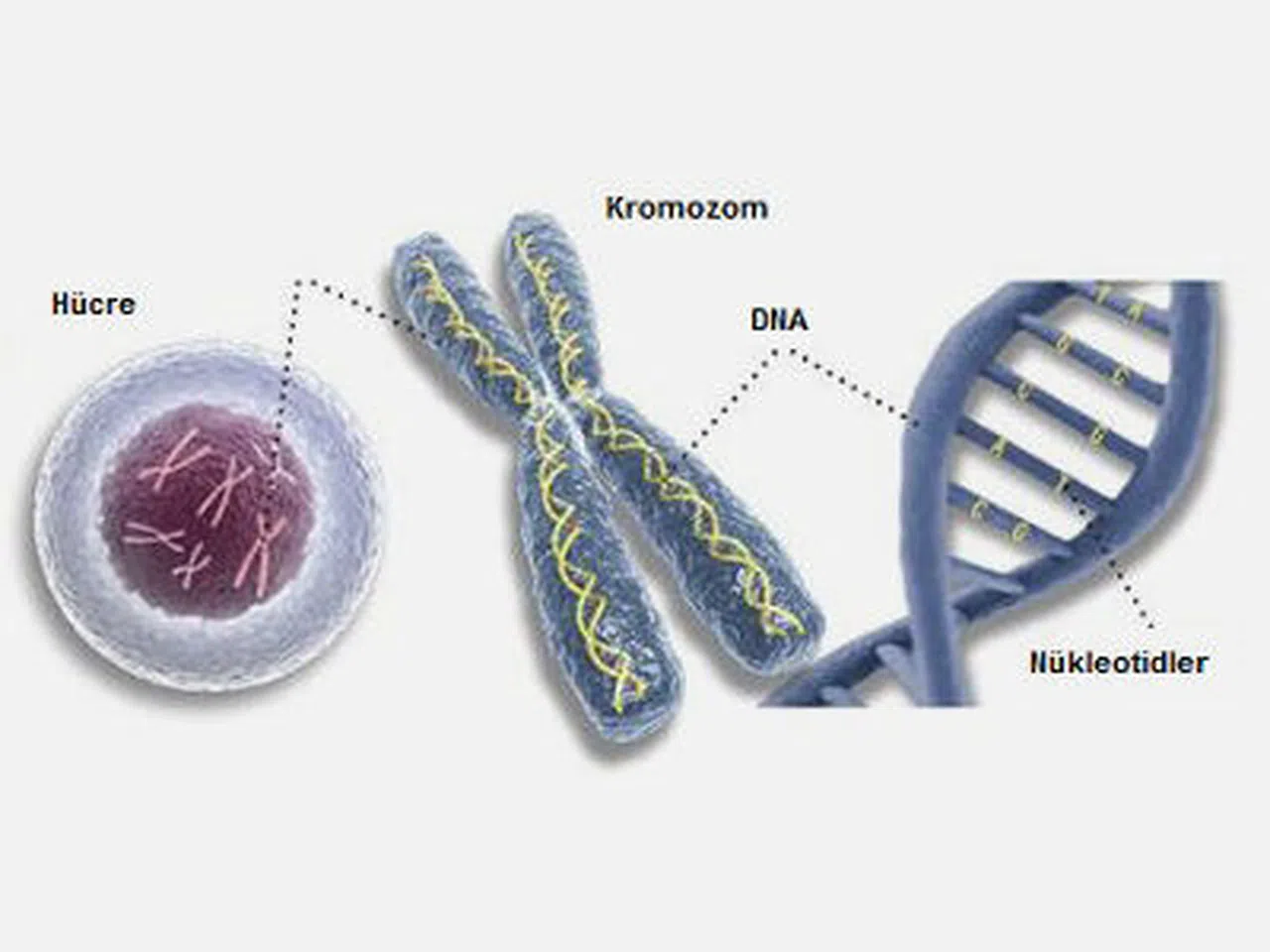 Down Sendromunda Tarihi Kırılma: Fazla Kromozom Hücreden Tamamen Çıkarıldı