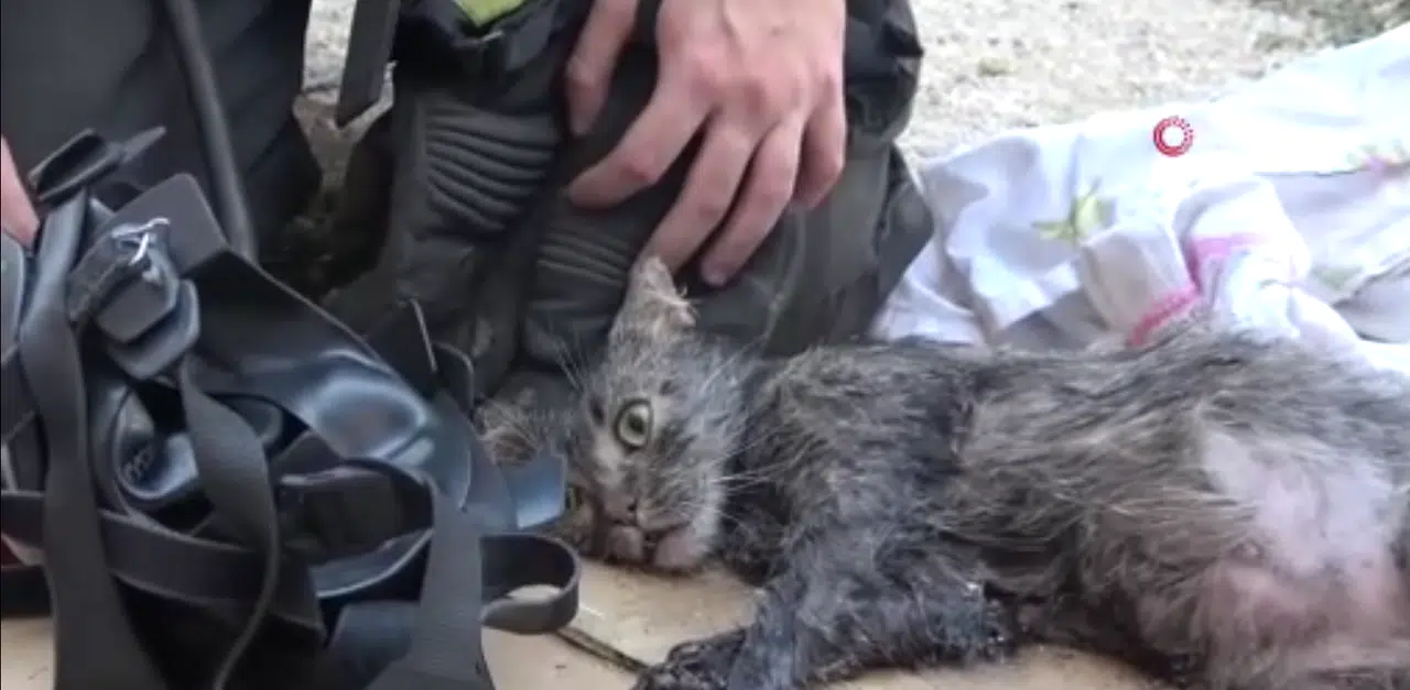 Yanan Evini Gören Kadın Baygınlık Geçirip Sinir Krizine Girdi, Kedisi Oksijen Maskesiyle Kurtarıldı