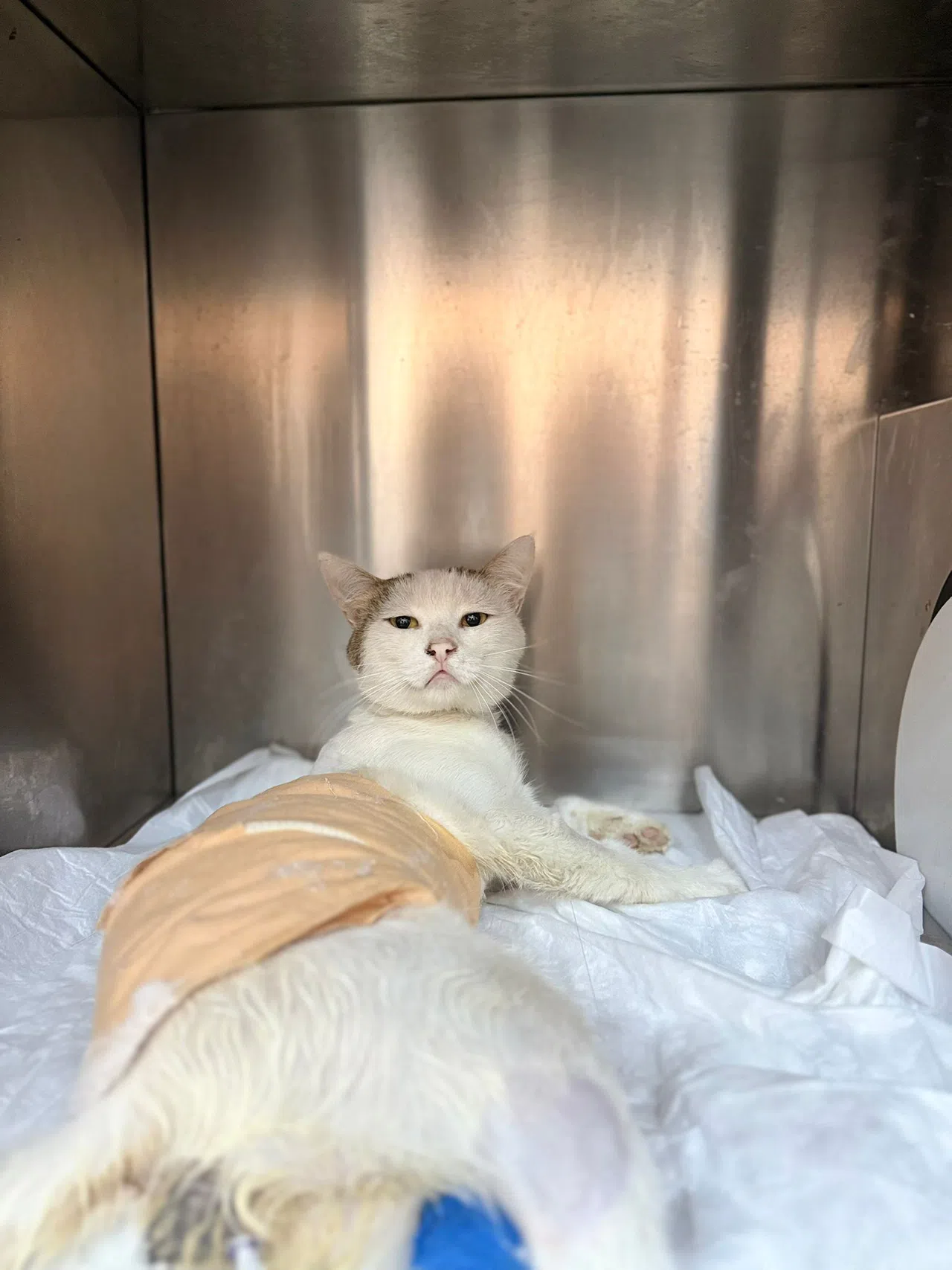 Havalı Tüfekle Vurulan Kedi Ameliyata Alındı