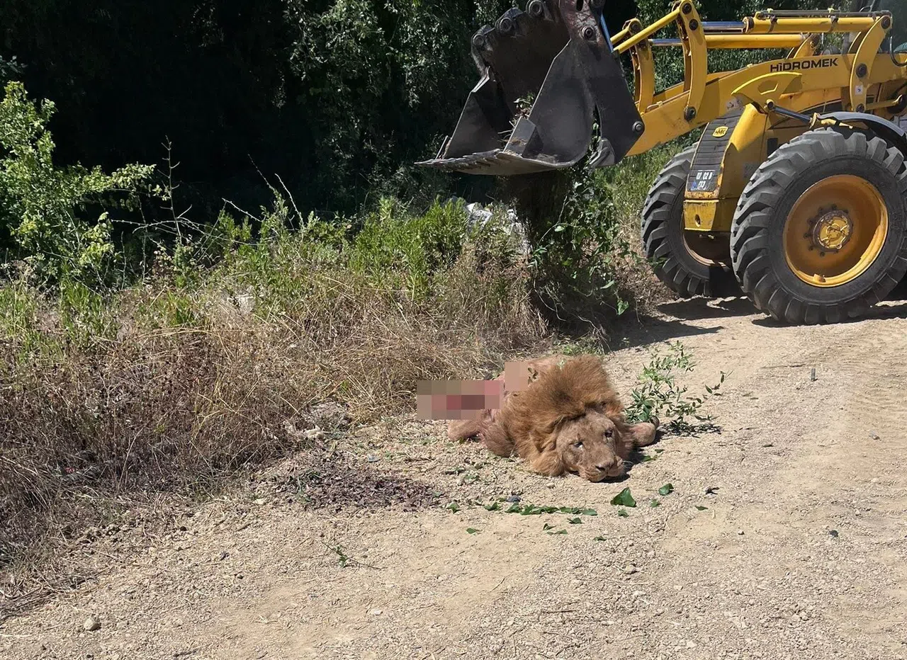 Hayvanat Bahçesinden Kaçan Aslana İlişkin Açıklama