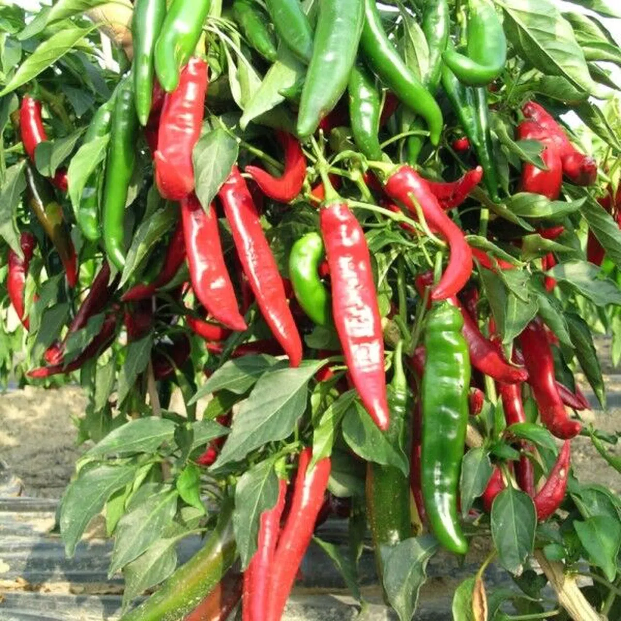 Kahramanmaraş’ın Dünyaya Açılan Kapısı: Maraş Biberi