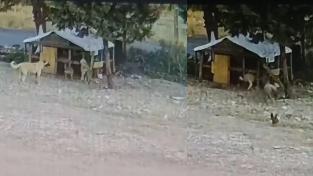 Kahramanmaraş’ta Sokak Köpekleri 17 Tavuğu Telef Etti