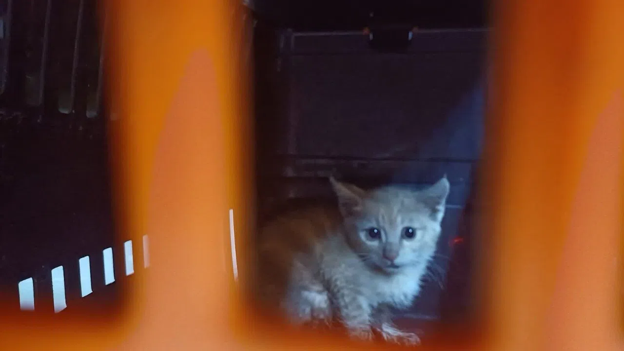 Kanalizasyona Düşen Yavru Kedi 2 Gün Sonra Kurtarıldı