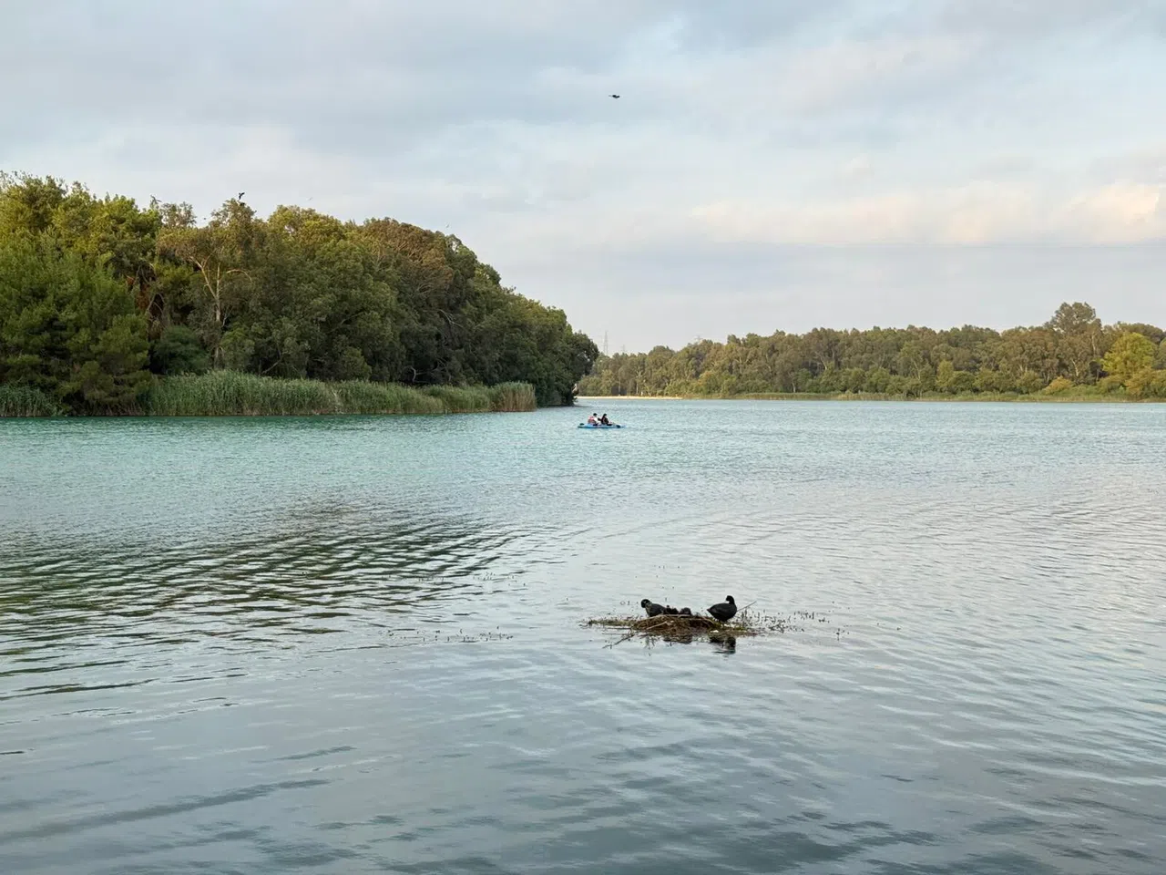 Karabatak Su Üzerine Çalı Ve Ot Taşıyarak Yuva Yaptı
