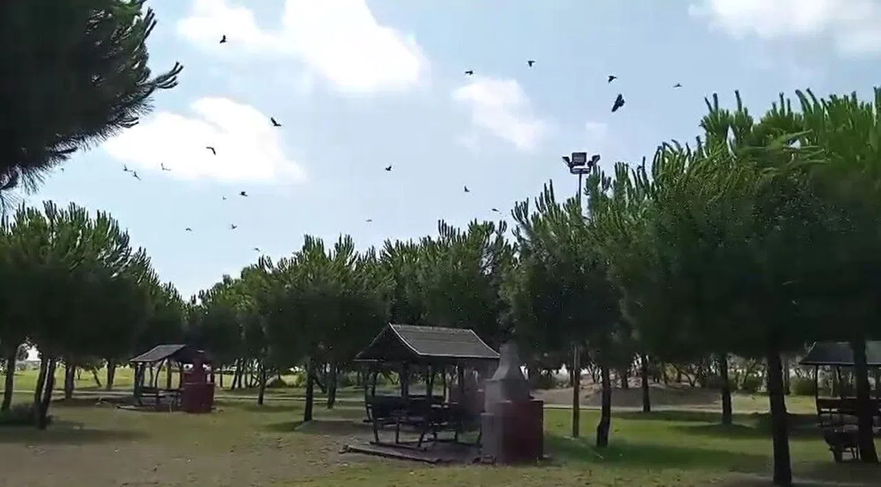 Kargaların Feryadı Yaralı Kuşu Ortaya Çıkardı
