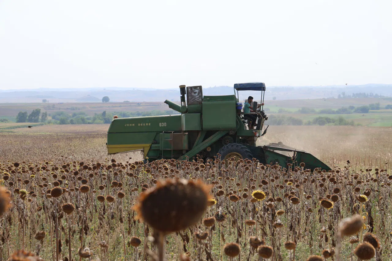 Kuraklık Ayçiçeği Hasadını Erkene Çekti