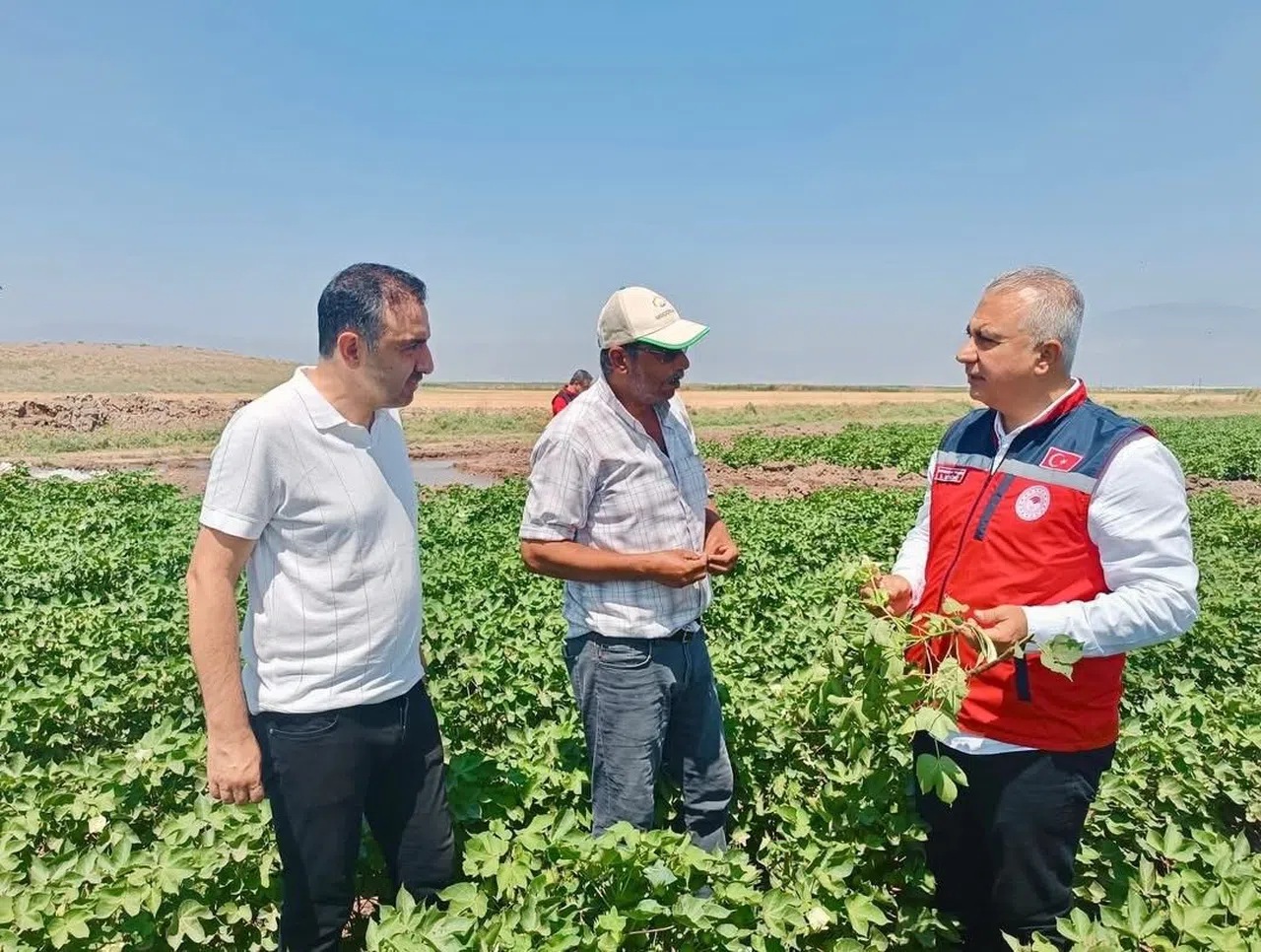 Pamuk Tarlaları İncelendi