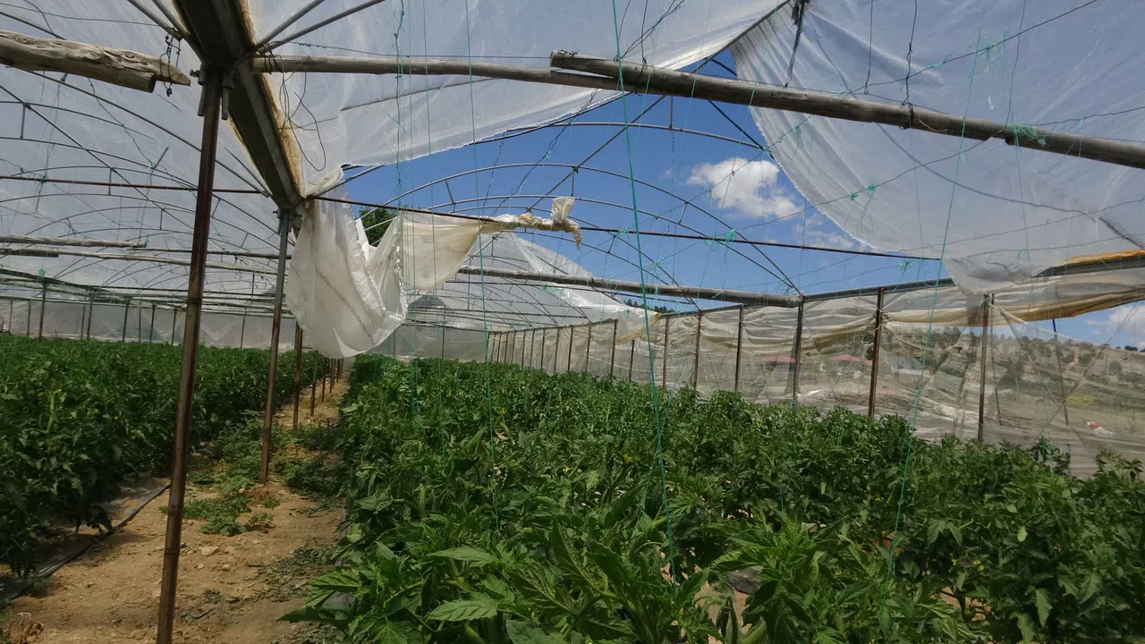 Rüzgar Seralarda Hasara Yol Açtı