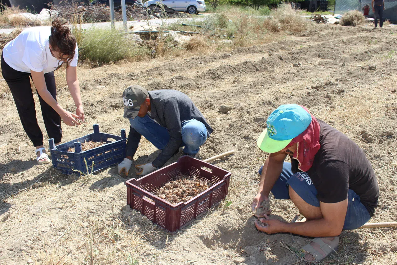 Safran Soğanı Hasadı Başladı