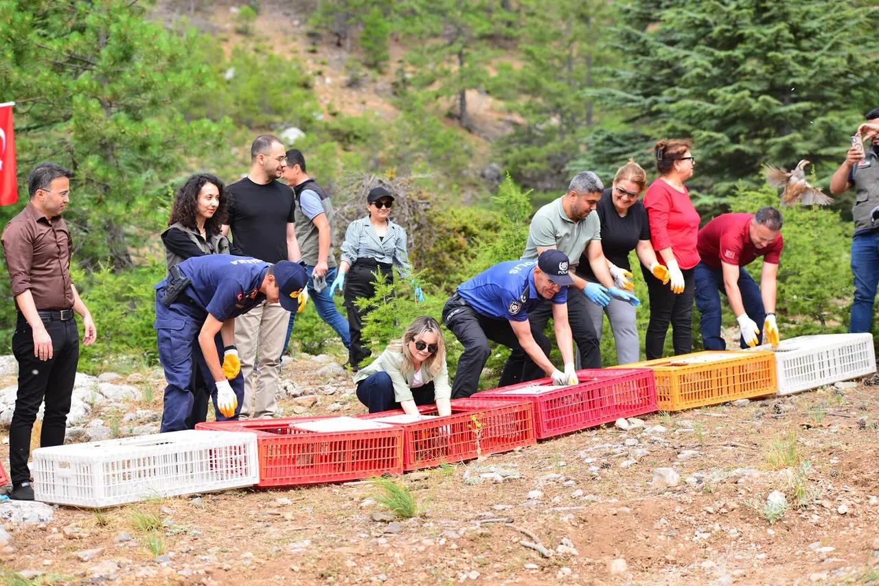 Sazanlar Baraja, Keklikler Dağlara Salındı