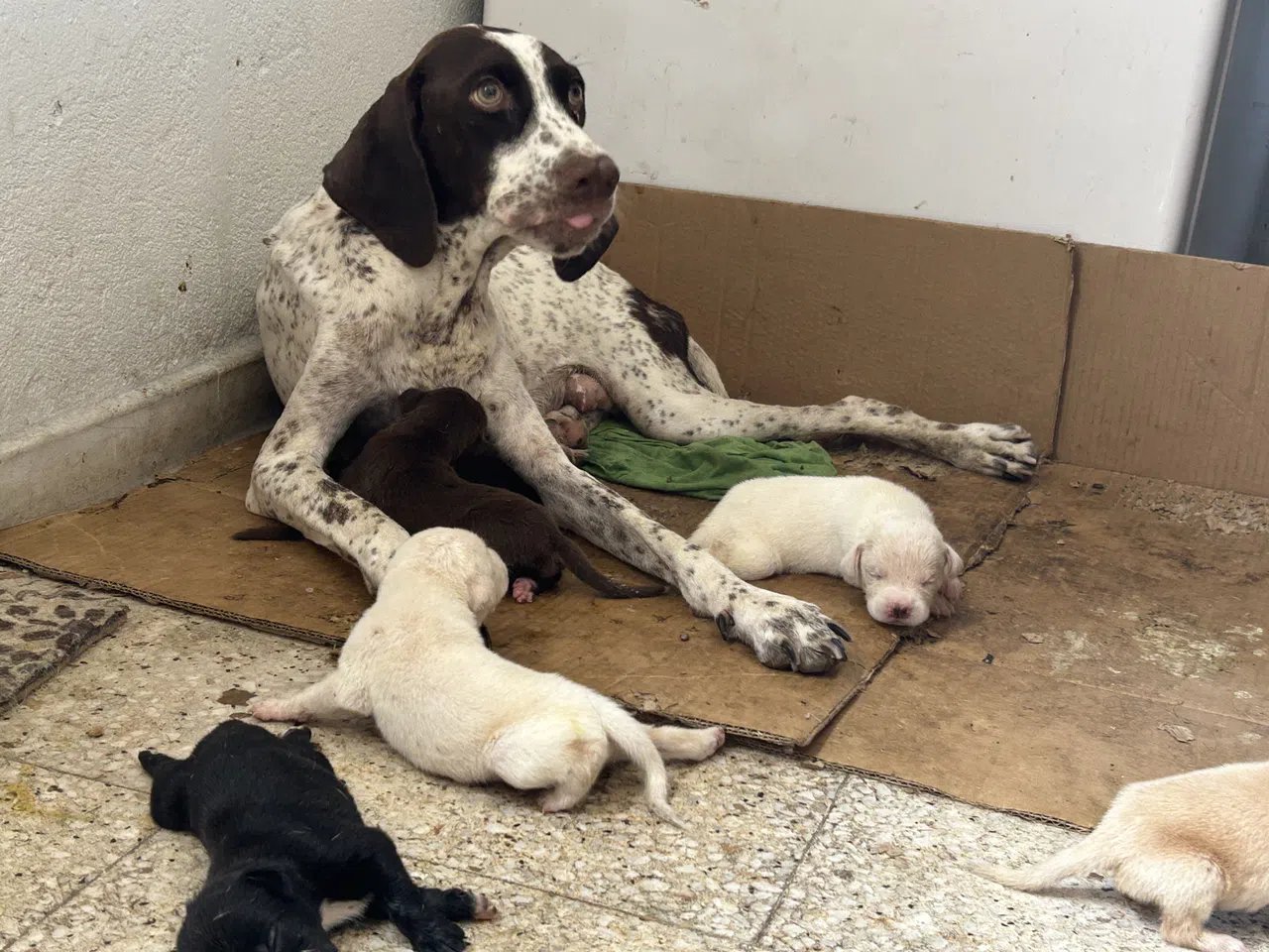 Tescilli Irk Olan Çatalburun Köpeği Bir Batında 13 Yavru Dünyaya Getirdi