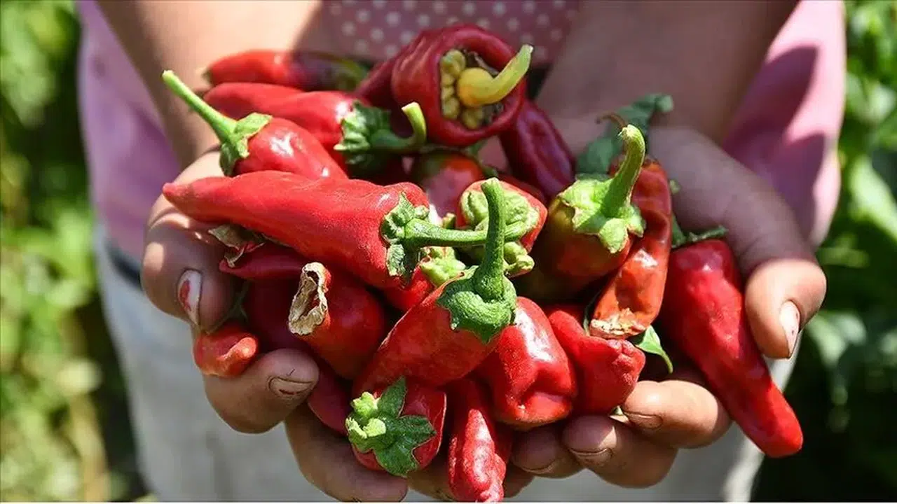 Kahramanmaraş’ın Kırmızı Altını