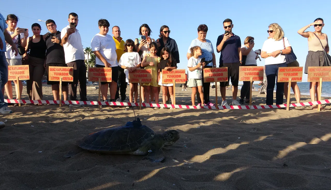 Uydu Cihazı Takılan Kaplumbağa 'Soli' Denize Bırakıldı