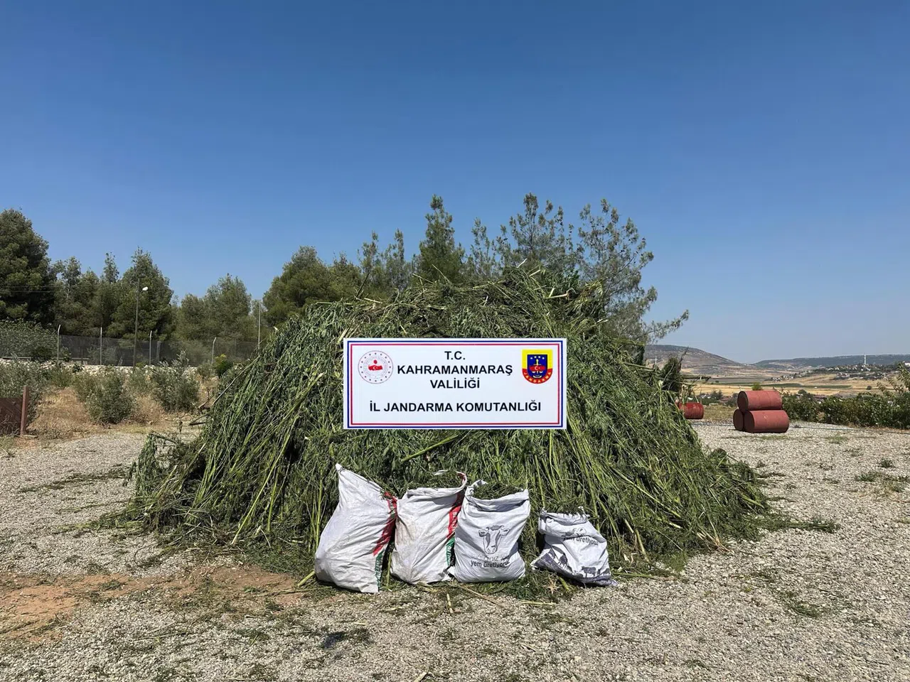 Kahramanmaraş’ta 45 Bin Kök Kenevir ve 27 Kilo Esrar Ele Geçirildi