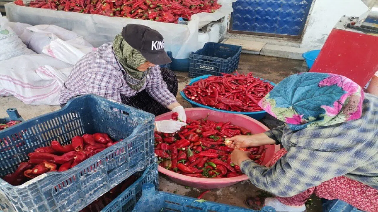 Kahramanmaraş’ta Kırmızı Biber Salçası Hazırlıkları Başladı