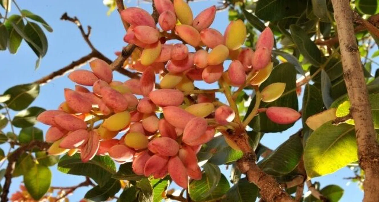 Kahramanmaraş Fıstığı Cep Yakıyor