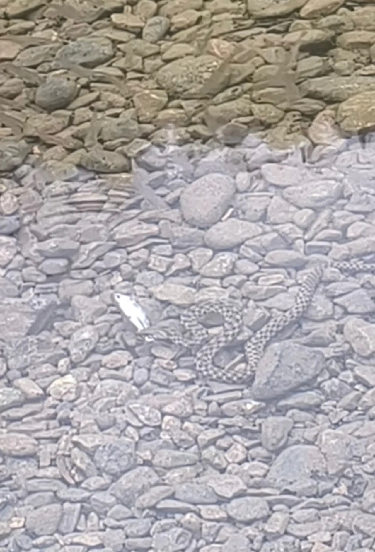 Yılanın Balık Avı Kamerada