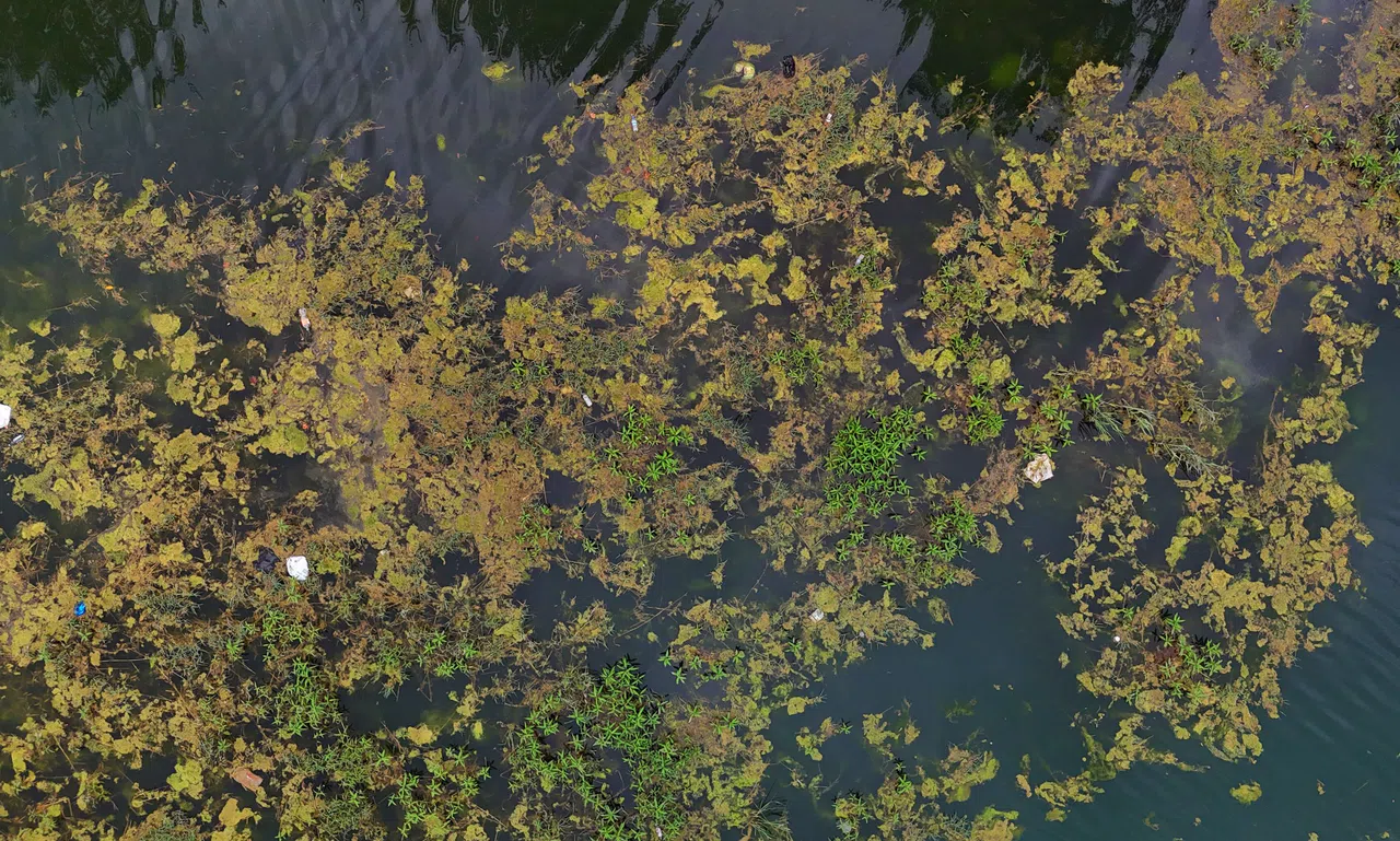 Seyhan Nehri Yosun Akınına Uğradı, Çöplerle Doldu