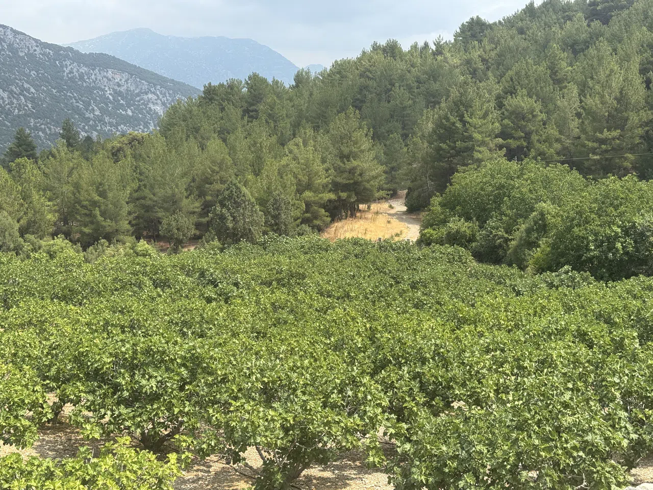 Sıcak Hava Siyah İncir Rekoltesini Yüzde 50 Düşürdü