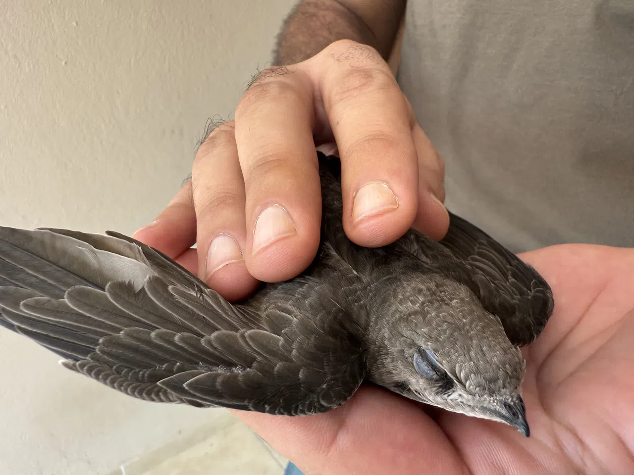 Ebabil Kuşunu Esnaf Hayatta Tutmaya Çalıştı