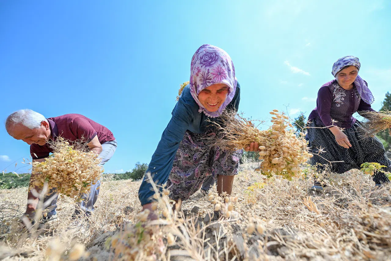 Atalık Tohum Desteğiyle Üretilen Nohutlar Hasat Edildi