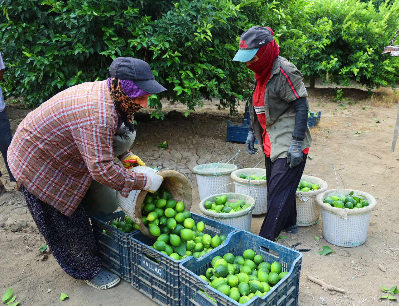 Limonda Fiyatı Düşürecek Hasat Başladı