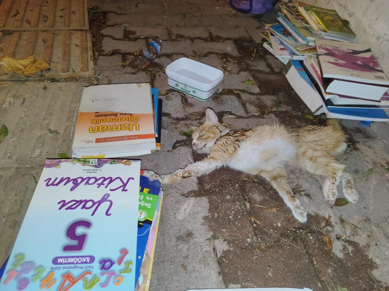 Sokakta Yaralı Gördükleri Yavru Kedi İçin Seferber Oldular