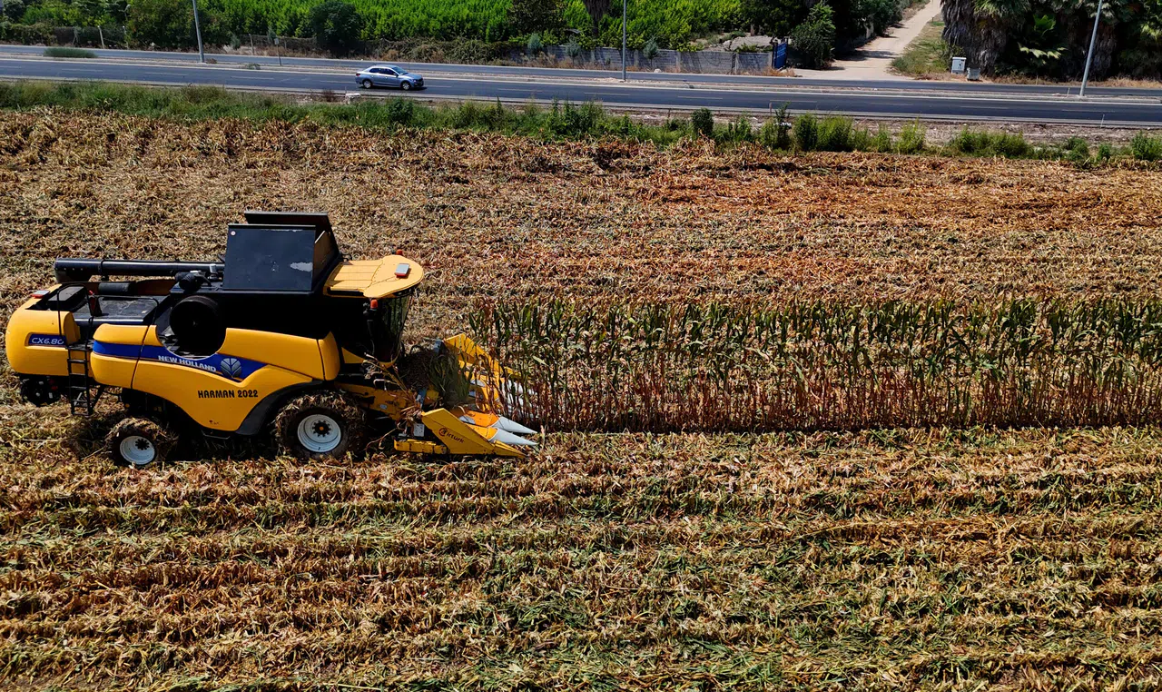 Mısır Hasadı Başladı: 1,5 Milyon Ton Mısır Rekolte Bekleniyor
