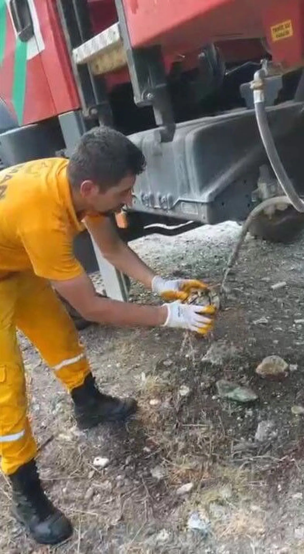 Çıkan Orman Yangınından Etkilenen Kaplumbağa Kurtarıldı