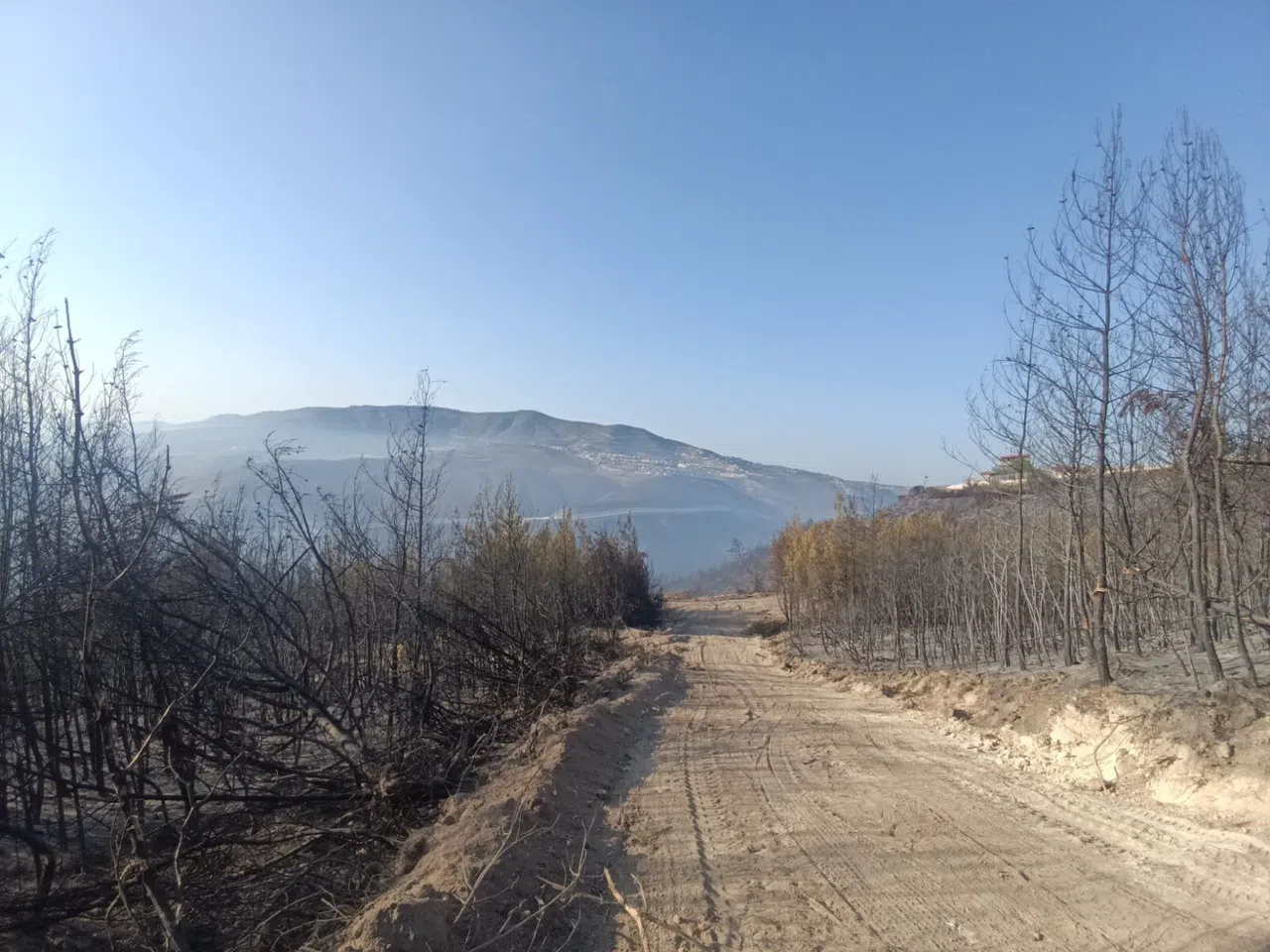 Hatay'da Orman Yangını Kontrol Altına Alındı