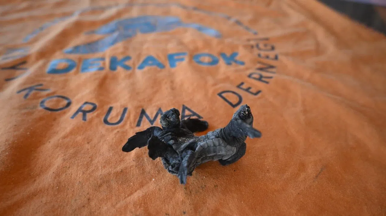 Ender Rastlanan Olay: Siyam İkizi Caretta Caretta Yavrusu Bulundu