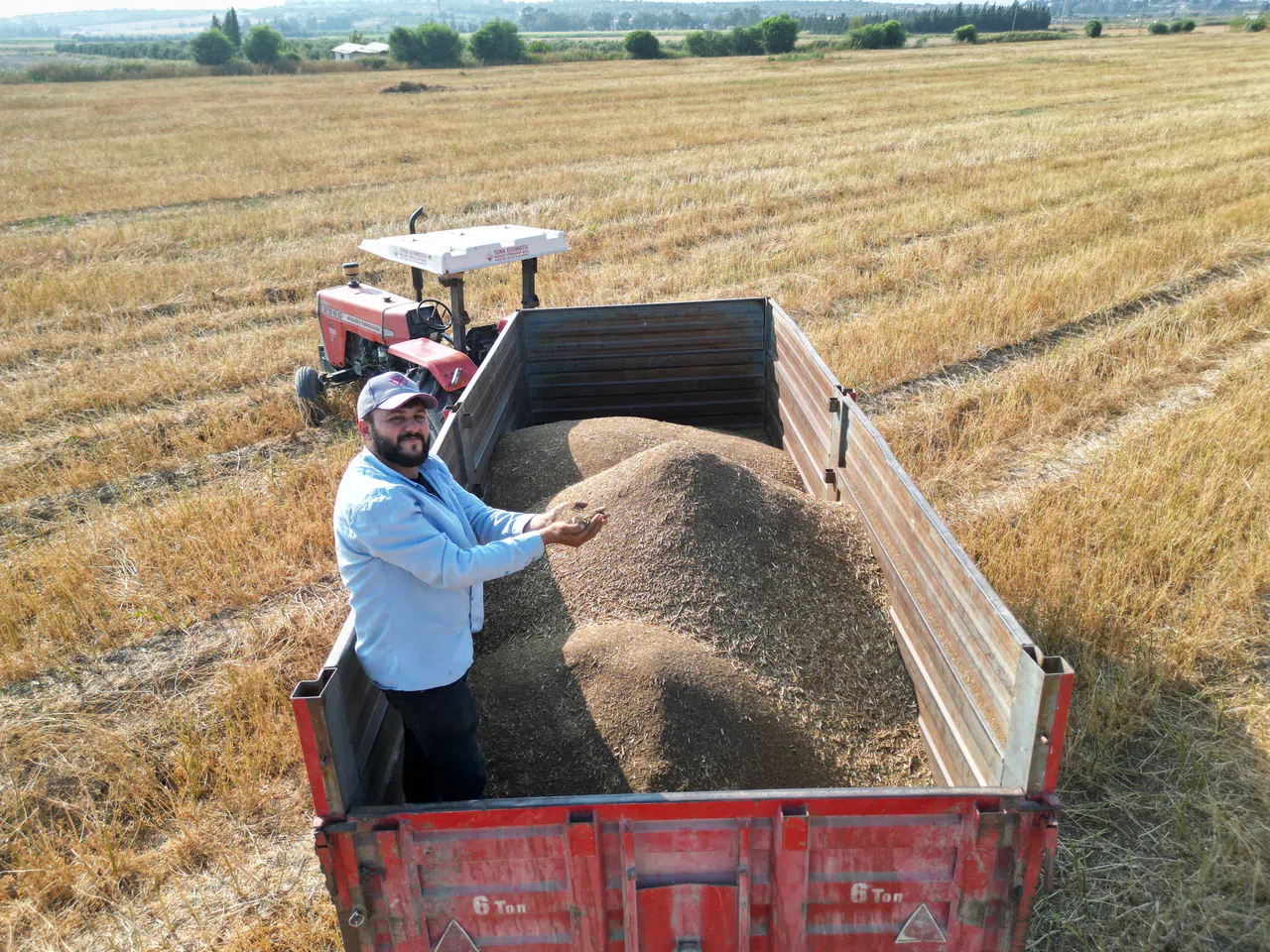 Maydanoz Tohumu İhtiyacının Yüzde 75'inin Karşılandığı İlçede Bereketli Hasat Başladı