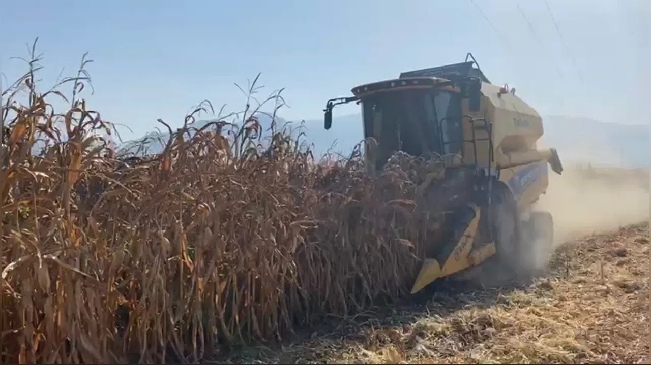Kuraklık Mısırda Verimi Düşürdü