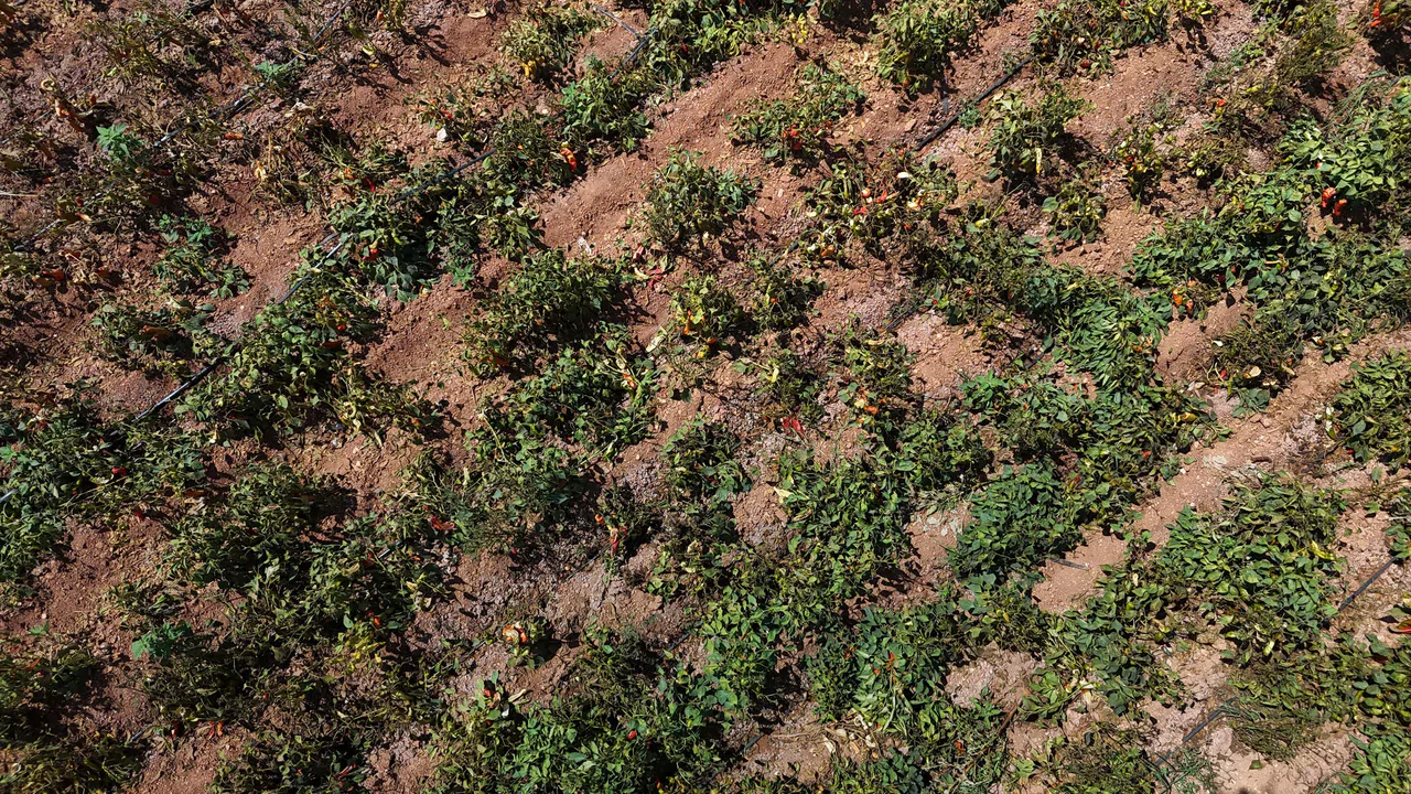 Aşırı Sıcaklar Kapya Biberi Vurdu: Yüzde 30 Verim Kaybı