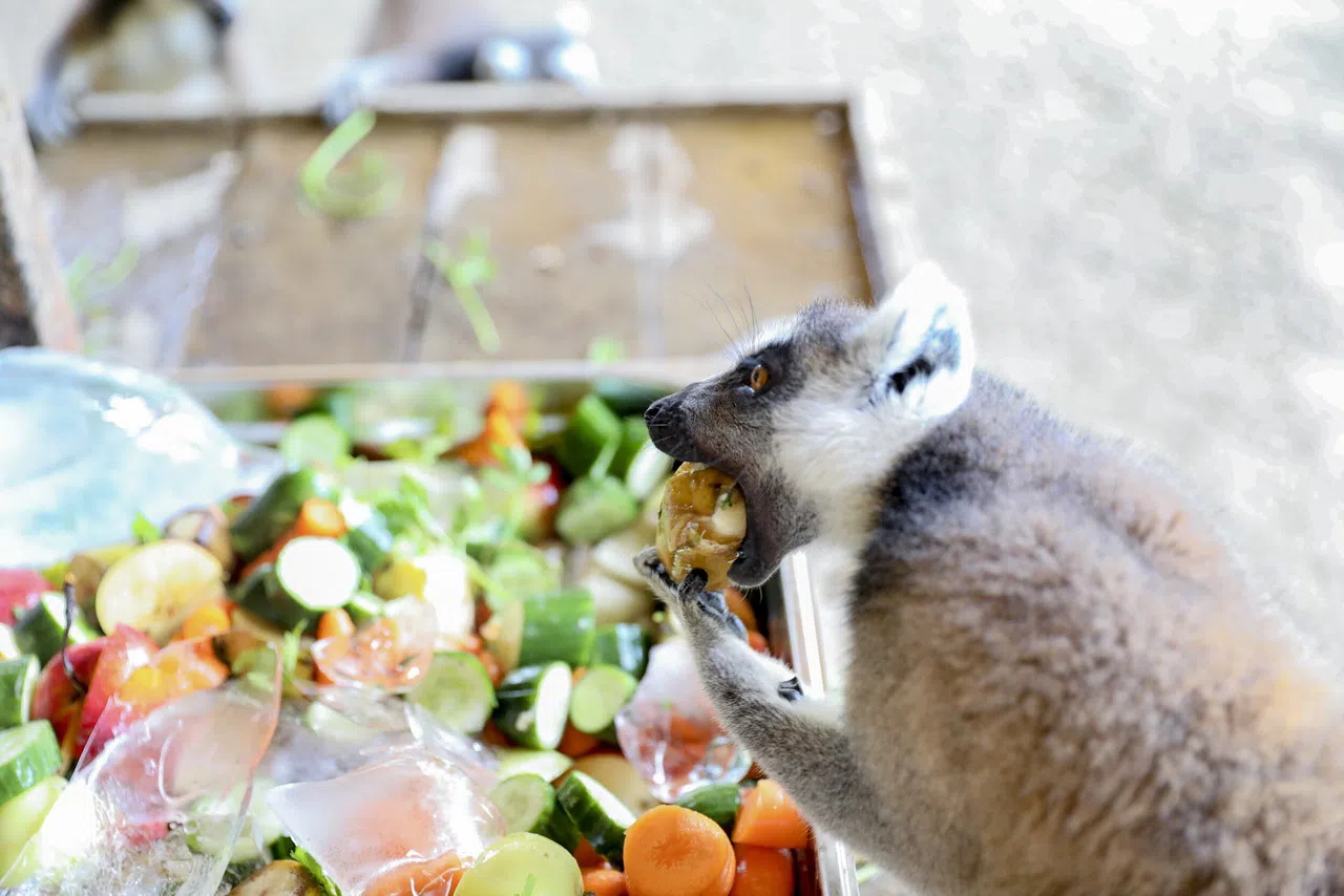 Sıcak Havalara Karşı Hayvanlara Serin Çözüm