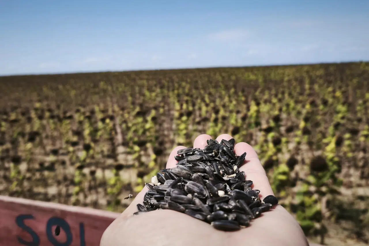 Ayçiçeğinde fiyat revize edilmeli